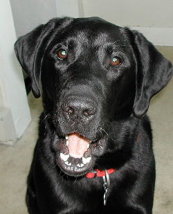 Woof! I'm Rocky, wanna play?